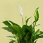 زنبق السلام | أصيص منقوش