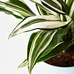 Peaceful Dracaena Mix Plant In Ceramic Pot