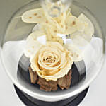 وردة أبدية بلون خوخي