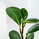 مج عيد الميلاد | نبات بيبروميا