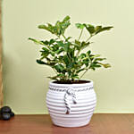 Philodendron Bipinn Little Hope Plant