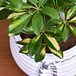 Philodendron Bipinn Little Hope Plant