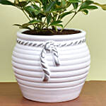 Philodendron Bipinn Little Hope Plant