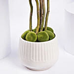 باقة ورد عيد ميلاد - ورود بيبي روز وردي وأبيض في فازة