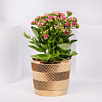 Pink Kalanchoe In Ceramic Pot