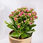 Pink Kalanchoe In Ceramic Pot