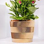 Pink Kalanchoe In Ceramic Pot