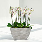 Pink Lips 16 Stems Holland Orchid in Rhythmic Rib Design Planter