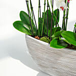 Pink Lips 16 Stems Holland Orchid in Rhythmic Rib Design Planter