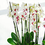Pink Lips 16 Stems Holland Orchid in Rhythmic Rib Design Planter