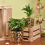 كومبو نباتات منزلية خضراء في 2 أصيص ذهبية