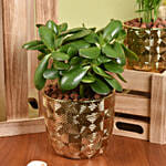 كومبو نباتات منزلية خضراء في 2 أصيص ذهبية