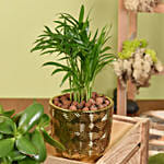 كومبو نباتات منزلية خضراء في 2 أصيص ذهبية