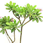 نبتة بلوميرا في أصيص أسود يصل ارتفاع النبتة حتى 110 سم