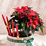 أصيص بونسيتا مزهر