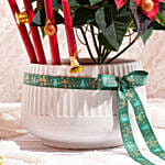 أصيص بونسيتا مزهر