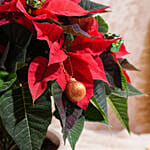 أصيص بونسيتا مزهر