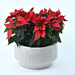 أصيص عظمة البونسيتا