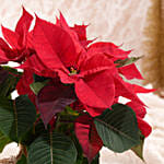 Poinsettia Plant in Natural Jute