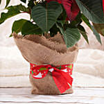 Poinsettia Plant in Natural Jute