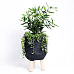 Potted Dracena Surculosa With Hanging Senecio Rowleyanus Plant