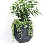 Potted Dracena Surculosa With Hanging Senecio Rowleyanus Plant