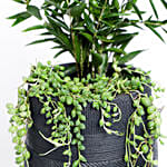 Potted Dracena Surculosa With Hanging Senecio Rowleyanus Plant