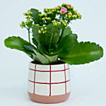 Potted Kalanchoe In Ceramic Planter
