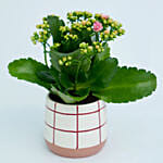 Potted Kalanchoe In Ceramic Planter