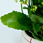 Potted Kalanchoe In Ceramic Planter
