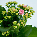 Potted Kalanchoe In Ceramic Planter
