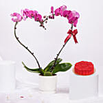 Purple Heart Orchid With Cake