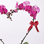 Purple Heart Orchid