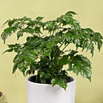 لمسة خضراء | نبات زينة راديرماشيرا