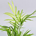 تنسيقة نباتات خضراء مع علامة عيد مبارك ذهبية