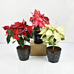 Red Pink n White Poinsettia Plant