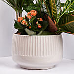 أصيص أمنيات التقاعد