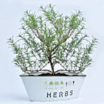 Rosemary In a Theme Herbs Planter