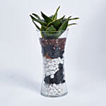 نبات الثعبان في مزهرية طويلة