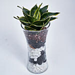 نبات الثعبان في مزهرية طويلة