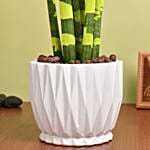Sansevieria Cylindrica Plant Yellow