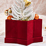 Senecio Plant in Star Shaped Pot