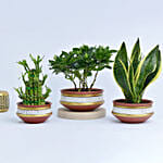 Set of 3 Plants in Terracotta Planter