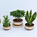 Set of 3 Plants in Terracotta Planter