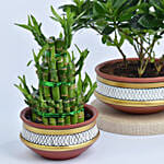 Set of 3 Plants in Terracotta Planter