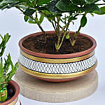 Set of 3 Plants in Terracotta Planter