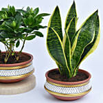 Set of 3 Plants in Terracotta Planter
