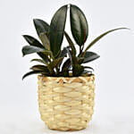 Small Ficus Robusta Plant