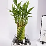 بامبو أمنيات التقاعد مع شهادة تقدير