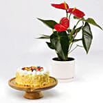 Sugar Free Cake and Plant